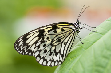 Paper Kite