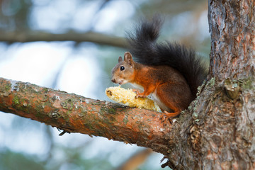 Naklejka na ściany i meble Red squirrel on a tree