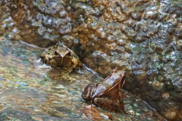 Frogs sitting on a rock