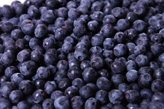 bilberry fruit