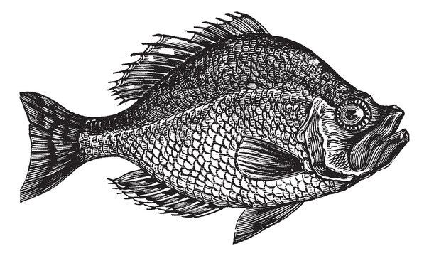 Centrarchus aeneus or rock bass fish vintage engraving