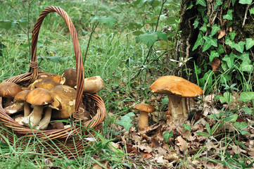 cueillette de cèpes en forêt, dans le sud-ouest