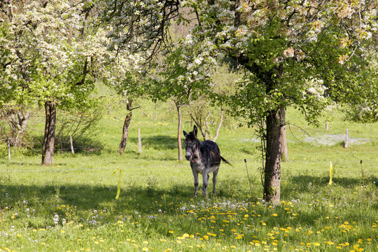 esel in einer weide unter einem baum
