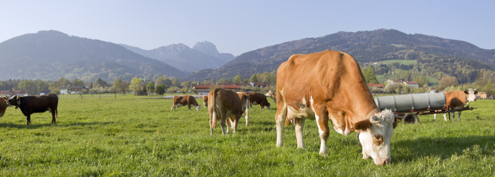 kühe in oberbayern in bad feilnbach mit blick zum wendelstein