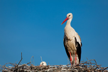 Cigüeña, Vitoria, Alava, España