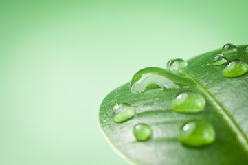 Naklejka premium Leaf with water drops
