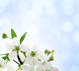Tree branch with cherry flowers over blue background
