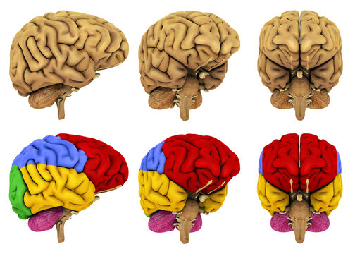 Human Brain