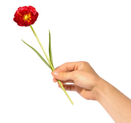 hand giving flower