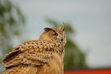 The Owl
