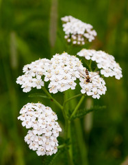 Schafgarbe