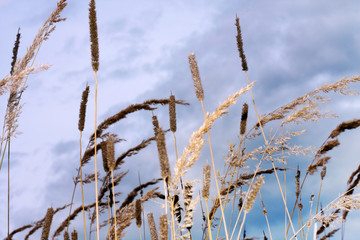 Trockenes Gras
