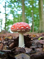 Glückspilz, Fliegenpilz in einem Laubwald, Lüneburger Heide, Niedersachsen, Deutschland, Europa