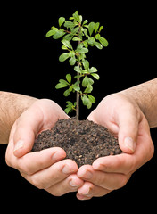 sapling in hands