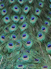 Fototapeta premium Peacock