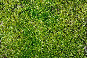 Abstract green moss background - 35068111