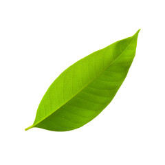 Obraz premium green leaf