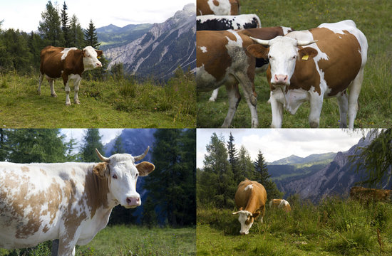 Mucche sulle Alpi Carniche