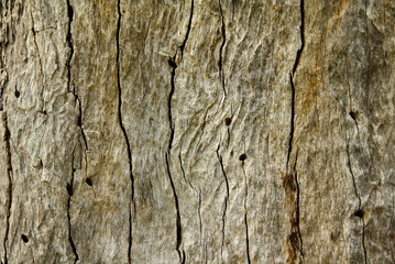 Obraz premium Aged Tree Bark