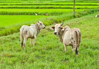 mother cow and son in grassland