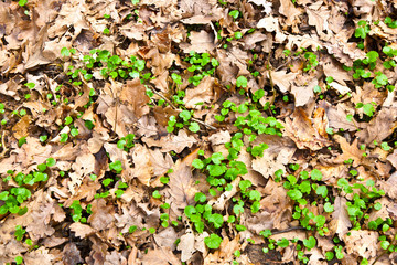 pattern of leaves in the forest