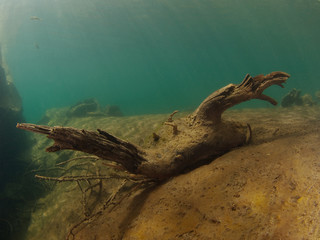 Schwemmholz Unterwasser