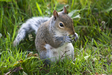Squirrel - 35070128