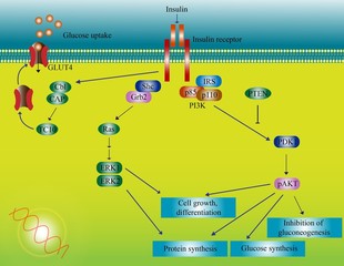 Insulin molecular pathway