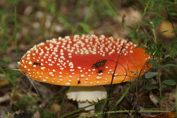 Redhead mushroom