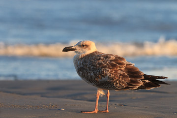 seagull