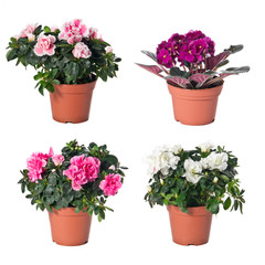 Set of indoor plants in flowerpots