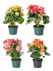 Set of indoor plants in flowerpots