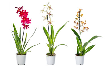 Naklejka na ściany i meble Set of indoor plants in flowerpots