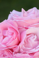 Obraz premium Lovely Pink roses close up