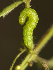 Caterpillar