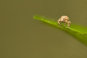 Strophosoma capitatum © Gucio_55