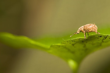 Strophosoma capitatum © Gucio_55