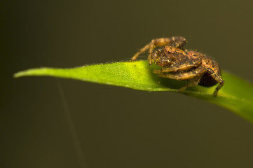 Xysticus