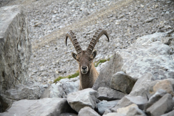 Bouquetin