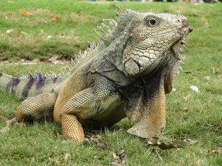 Dragon - Iguana2