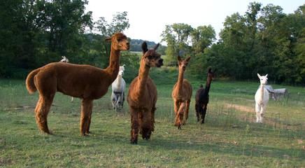 Herd of different colored alpacas