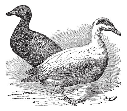 Common Eider or Somateria mollissima, vintage engraving