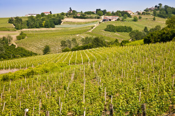Fototapeta na wymiar Barbera vineyard - Italy