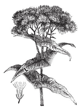 Joe-pye weed or Eutrochium sp., vintage engraving