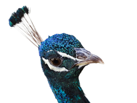 Fototapeta Portrait of colorful peacock