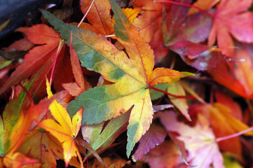 Autumn leaves