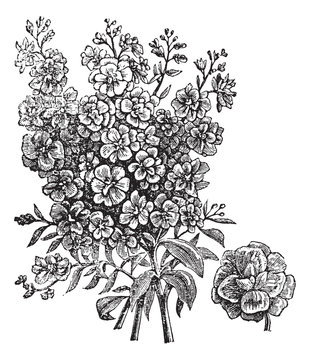 Double wallflower vintage engraving