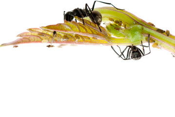 insect ant