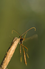 Ichneumonidae