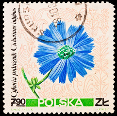 Republic of Poland - CIRCA 1967:T.Michaluk, Cykoria podroznik